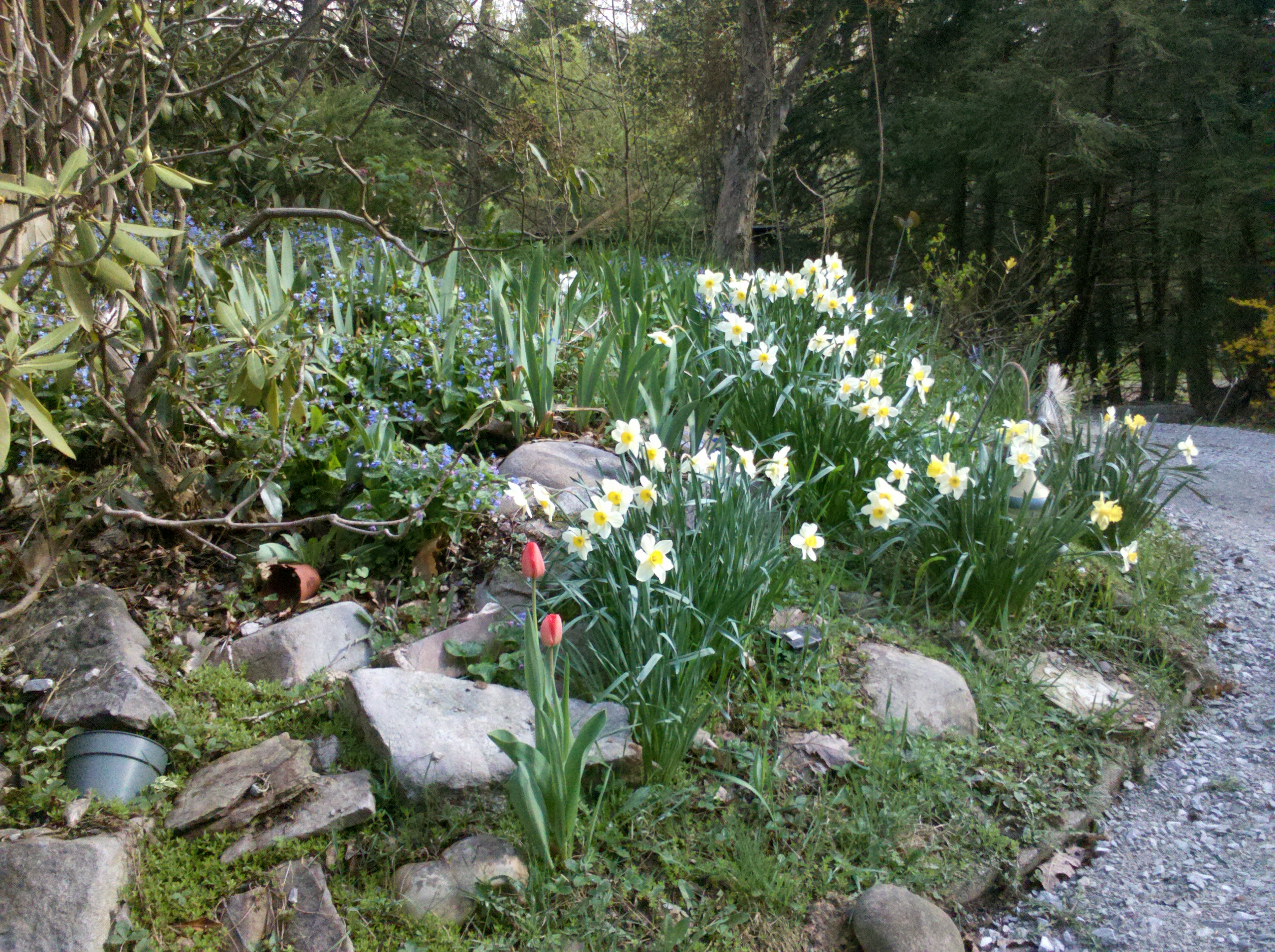 Spring Flowers 2013 Pennsylvania MarLa Sink Druzgal