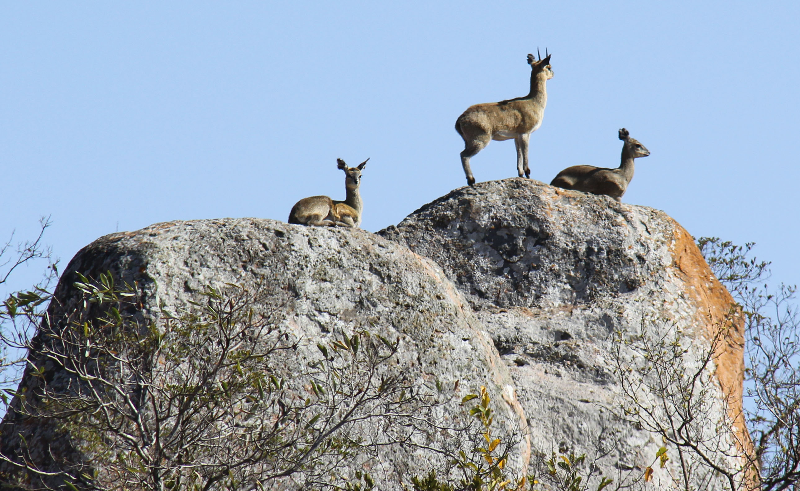 klipspringer buck doe on rock Kruger National Park tiny deer rock