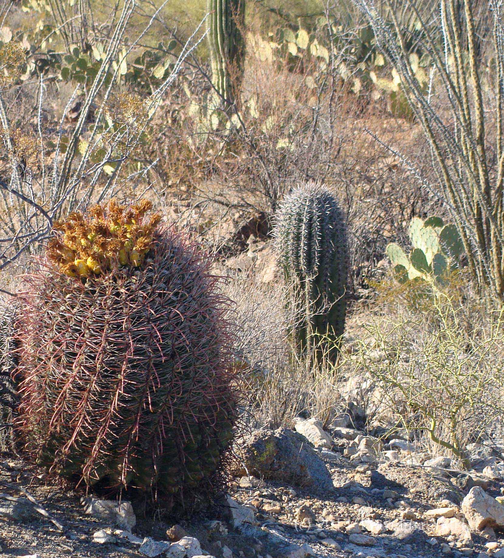 barrel cactus Saguaro National Park Tucson Arizona tall skinny cactus